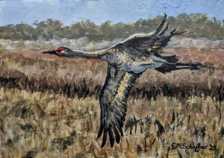 Sandhill Crane